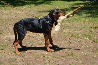 Banshee (Bloodhound)