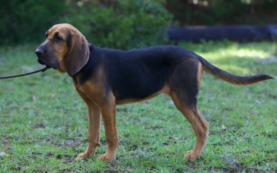 Xena (Bloodhound)