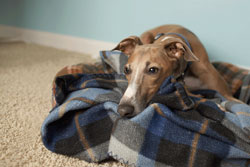 Canine Influenza: Pet Owners’ Guide