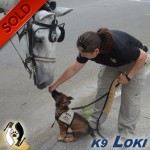 K9 Loki