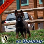 K9's for Sale | Police, Military, and SAR | GAK9