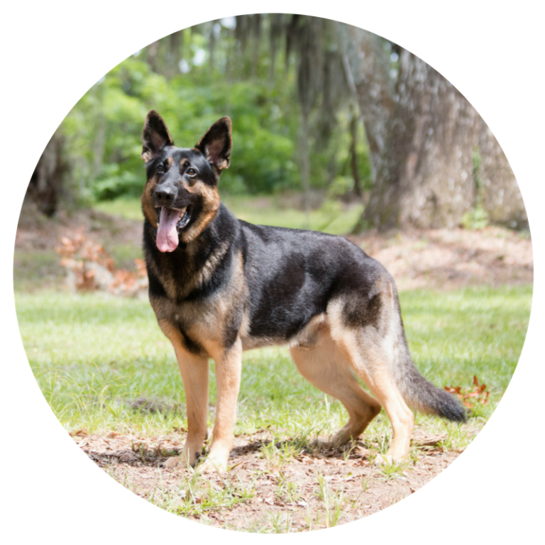 Dog Obedience Training Atlanta, GA Canton Charleston, SC