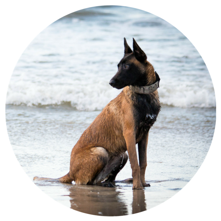 Dog Obedience Training Atlanta, GA Canton Charleston, SC