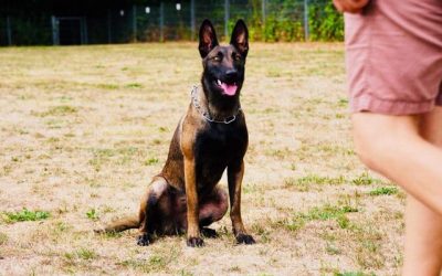 NEW Police Dog German Shepherd Handsome Service K9 3/" Full K9 Regalia Uniform